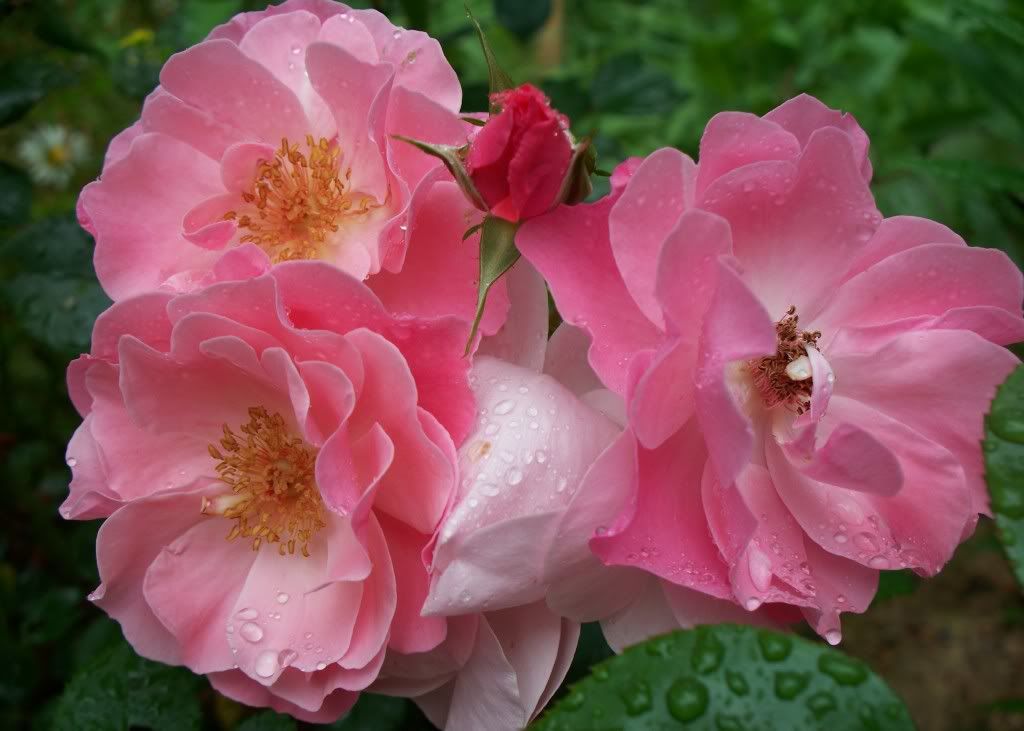 'Mondiale'  Tea Rose